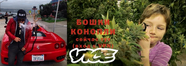 прущие грибы Новозыбков